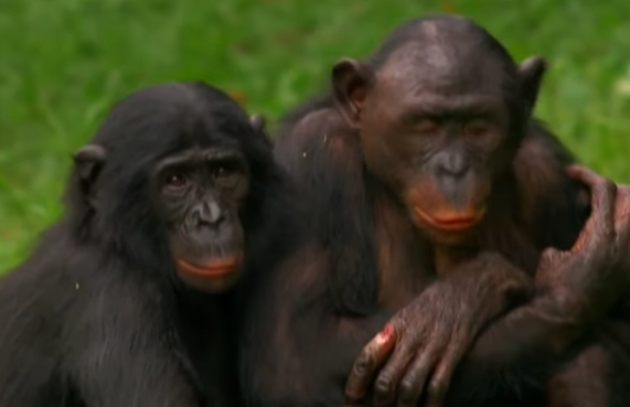 カンジ ボノボ チンパンジー研究者からみたボノボ