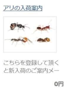 島田拓が女王アリを販売してる？
